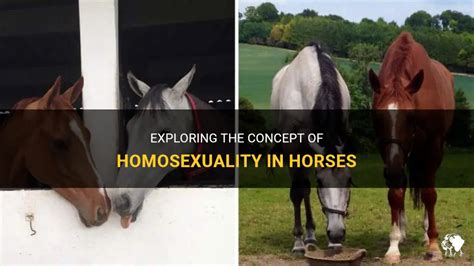 gay horse beastality